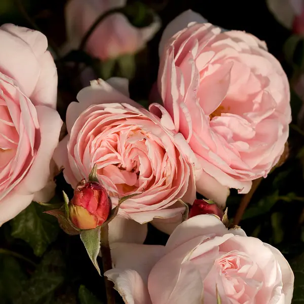 Delbard Rose Nahema