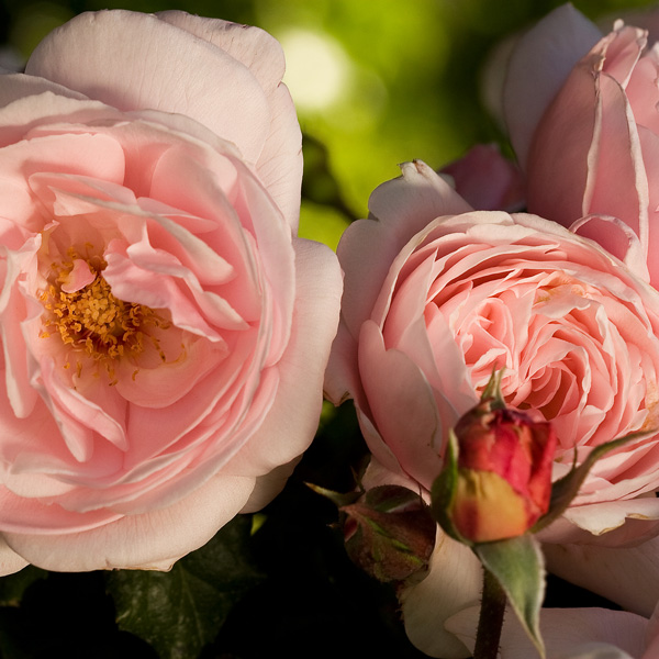 Delbard Rose Nahema Delbard Rose Nahema
