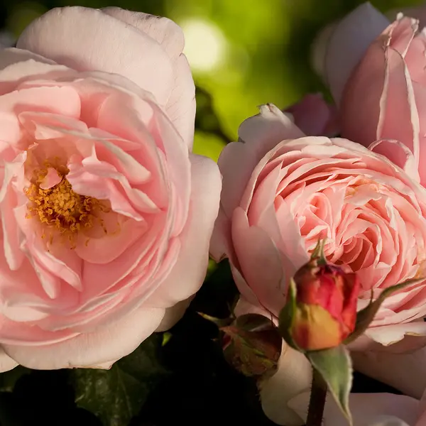 Delbard Rose Nahema