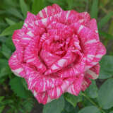 Delbard Rose Pink Intuition Delbard Rose Pink Intuition