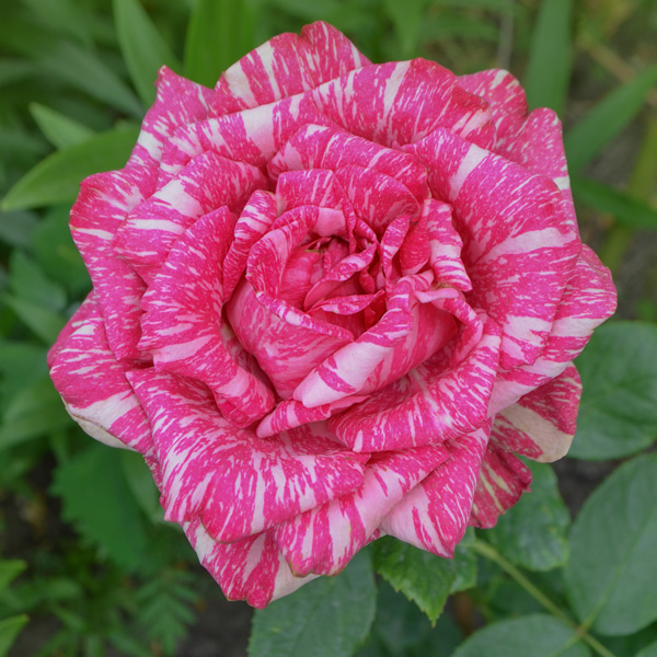 Delbard Rose Pink Intuition Delbard Rose Pink Intuition