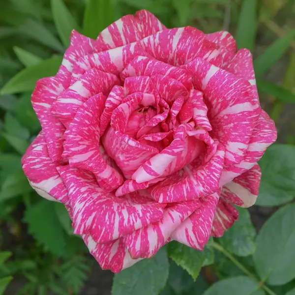 Delbard Rose Pink Intuition Delbard Rose Pink Intuition
