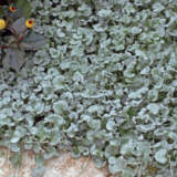 Dichondra Silver Falls 3 - Garden Express Australia