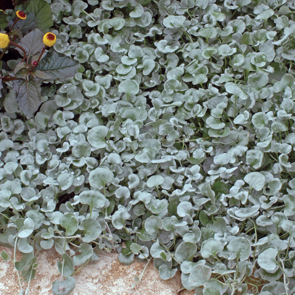 Dichondra Silver Falls 50mm Dichondra Silver Falls 50mm
