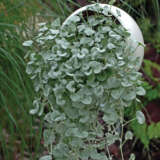 Dichondra Silver Falls Dichondra Silver Falls