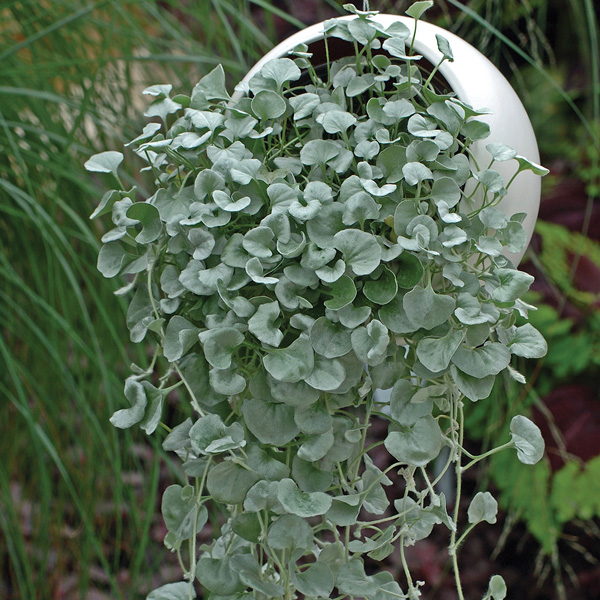 Dichondra Silver Falls Dichondra Silver Falls