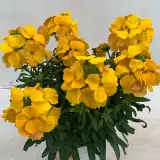 Erysimum Brightside Collection Erysimum Brightside Collection