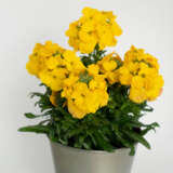 Erysimum Brightside Dark Yellow Erysimum Brightside Dark Yellow