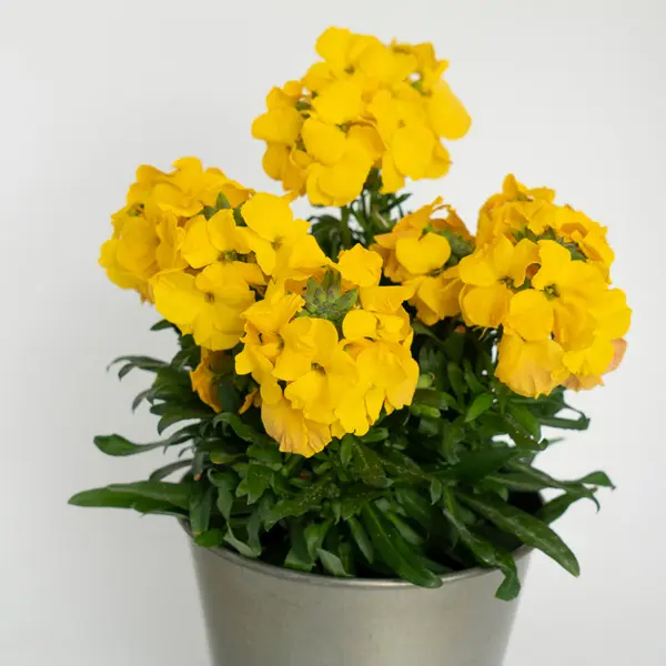 Erysimum Brightside Dark Yellow Erysimum Brightside Dark Yellow