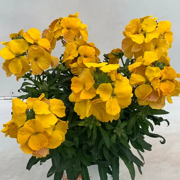 Erysimum Brightside Collection Erysimum Brightside Collection