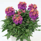 Erysimum Brightside Fuchsia Glow Erysimum Brightside Fuchsia Glow