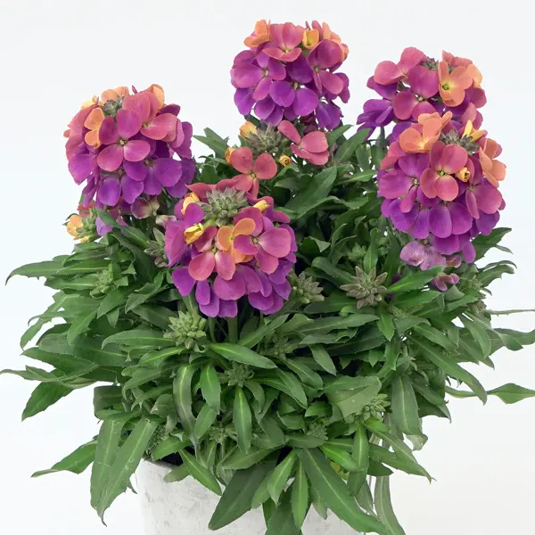Erysimum Brightside Fuchsia Glow Erysimum Brightside Fuchsia Glow