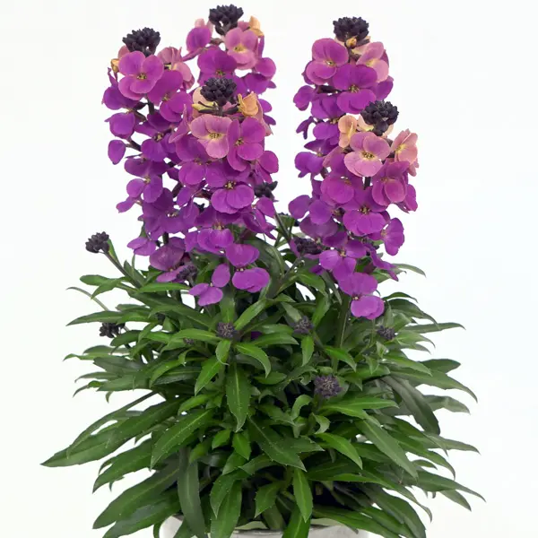 Erysimum Brightside Purple Glow