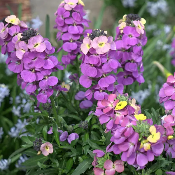 Erysimum Brightside Collection Erysimum Brightside Collection