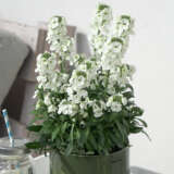 Erysimum Brightside Collection Erysimum Brightside Collection
