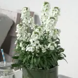 Erysimum Brightside Collection Erysimum Brightside Collection