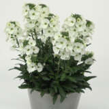 Erysimum Brightside White Erysimum Brightside White