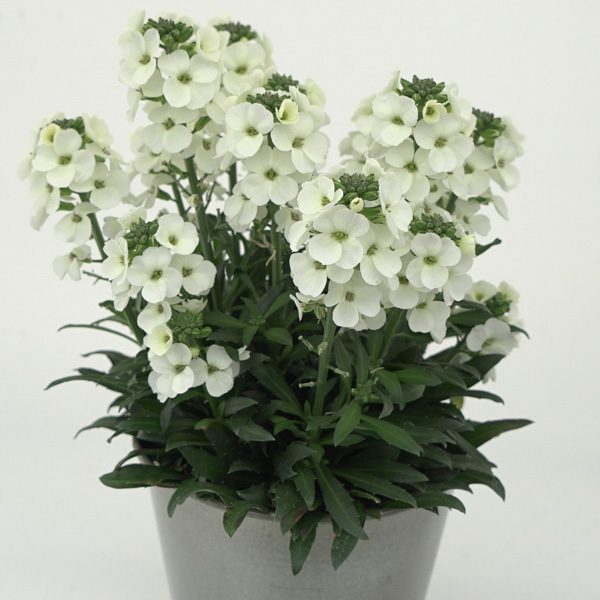 Erysimum Brightside White Erysimum Brightside White