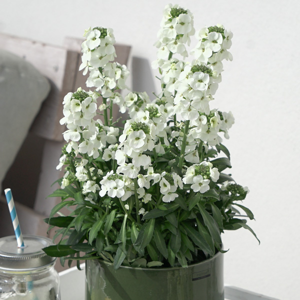 Erysimum Brightside Collection Erysimum Brightside Collection