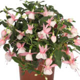 Fuchsia Pink And White Fuchsia Pink And White
