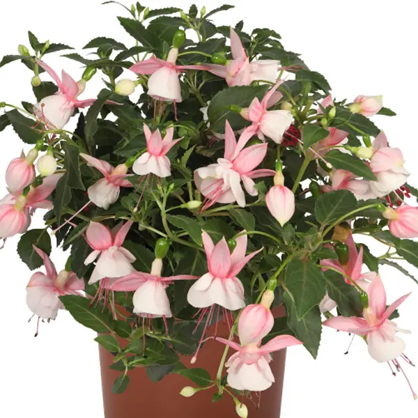 Fuchsia Pink And White Fuchsia Pink And White