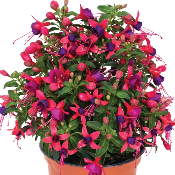 Fuchsia Red And Purple Fuchsia Red And Purple