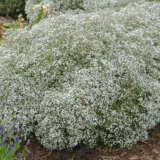 Gypsophila Summer Sparkles P68gypssp - Garden Express Australia