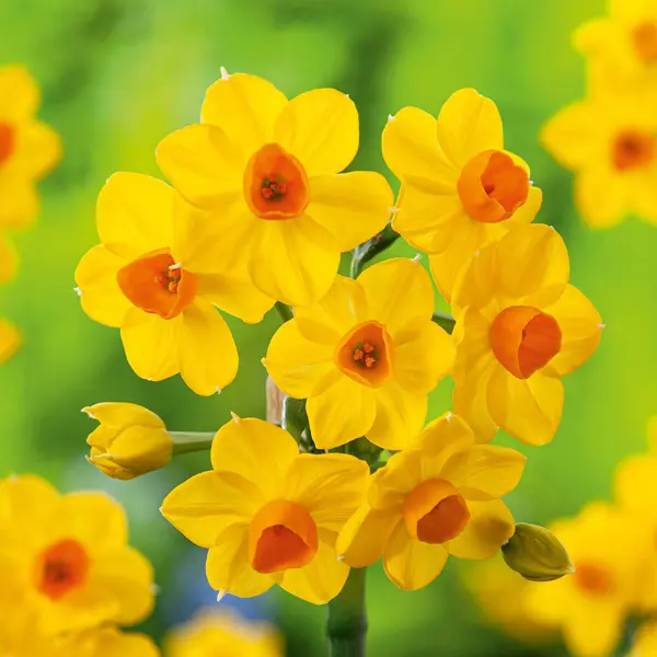 Jonquil Soliel Dor 6pk Jonquil Soliel Dor 6pk