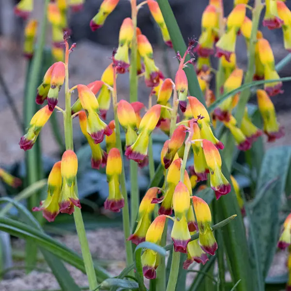 Lachenalia Quadricolour Lachenalia Quadricolour