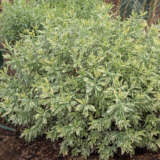 Lavender Meerlo P68lavmee - Garden Express Australia