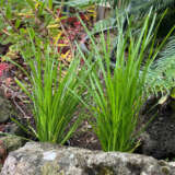 Lomandra Lime Tuff P10lomltu - Garden Express Australia