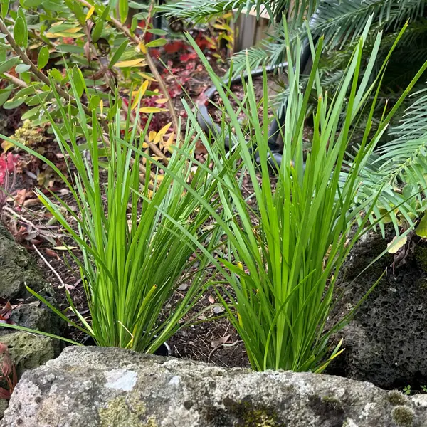 Lomandra Lime Tuff Lomandra Lime Tuff
