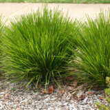 Lomandra Little Lime - Garden Express Australia