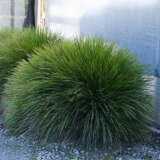 Lomandra Little Lime (Pbr) Lomandra Little Lime (Pbr)