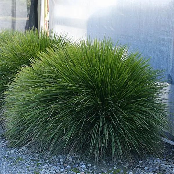 Lomandra Little Lime (Pbr) Lomandra Little Lime (Pbr)