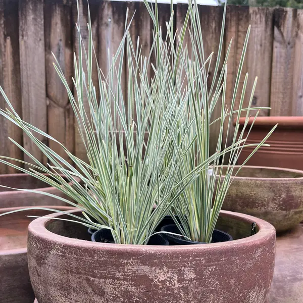 Lomandra White Sands (Pbr) Lomandra White Sands (Pbr)