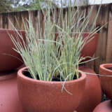 Lomandra White Sands (Pbr) Lomandra White Sands (Pbr)