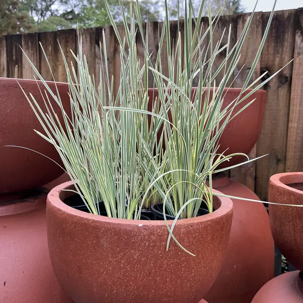 Lomandra White Sands (Pbr) Lomandra White Sands (Pbr)