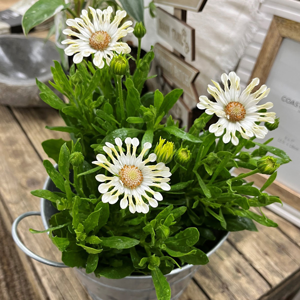 Osteospermum Margarita Cream Spoon