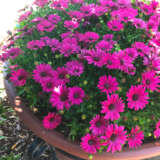 Osteospermum Serenity Electric Rose Osteospermum Serenity Electric Rose