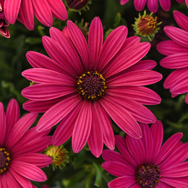 Osteospermum Serenity Electric Rose Osteospermum Serenity Electric Rose