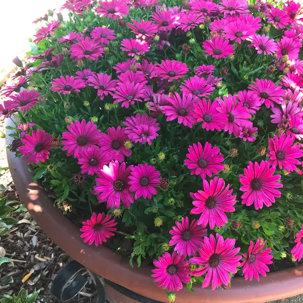 Osteospermum Serenity Electric Rose Osteospermum Serenity Electric Rose