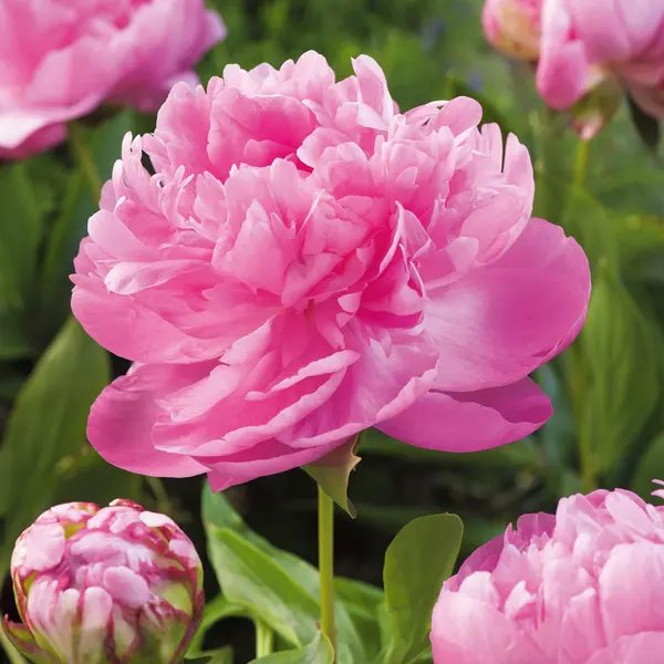 Peony Rose Dr Alexander Fleming Peony Rose Dr Alexander Fleming