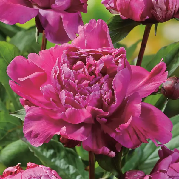 Peony Rose Jadwiga Peony Rose Jadwiga