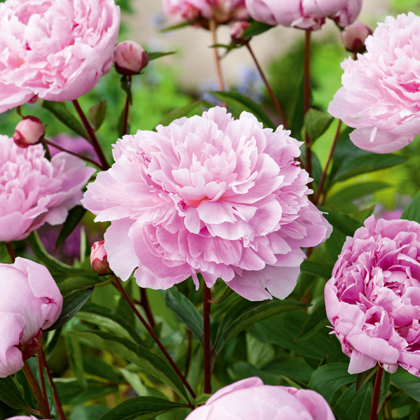 Peony Rose Sarah Bernhardt Peony Rose Sarah Bernhardt