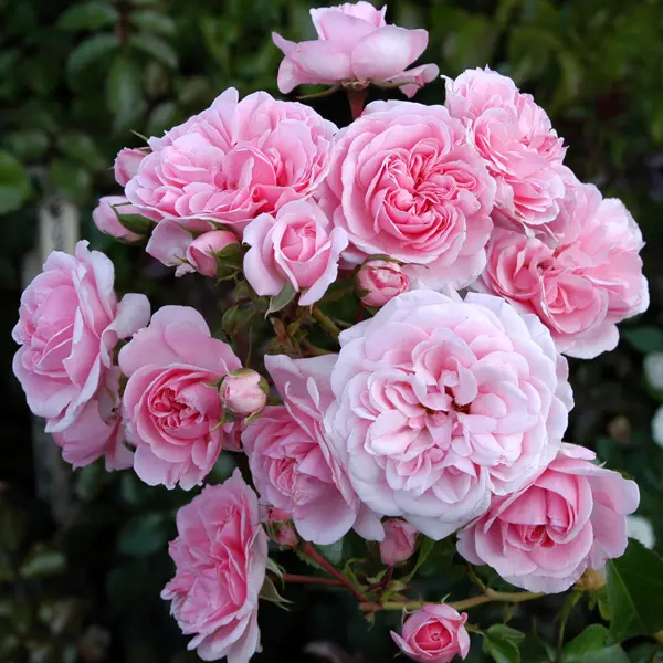 Rose Home And Garden (Pbr) Rose Home And Garden (Pbr)
