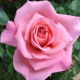 Rose Bridal Pink Rosfbri - Garden Express Australia