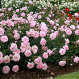 Rose Home And Garden (Pbr) Rose Home And Garden (Pbr)