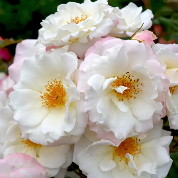 Rose Ice Princess Rose Ice Princess