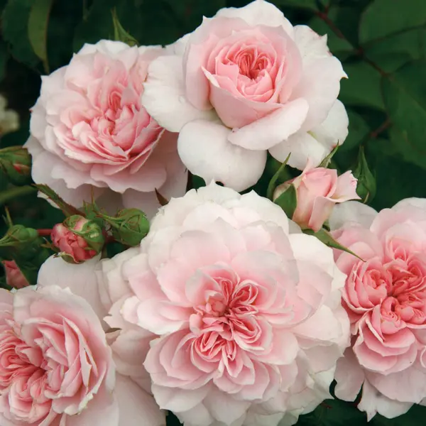 Rose Jane Mcgrath